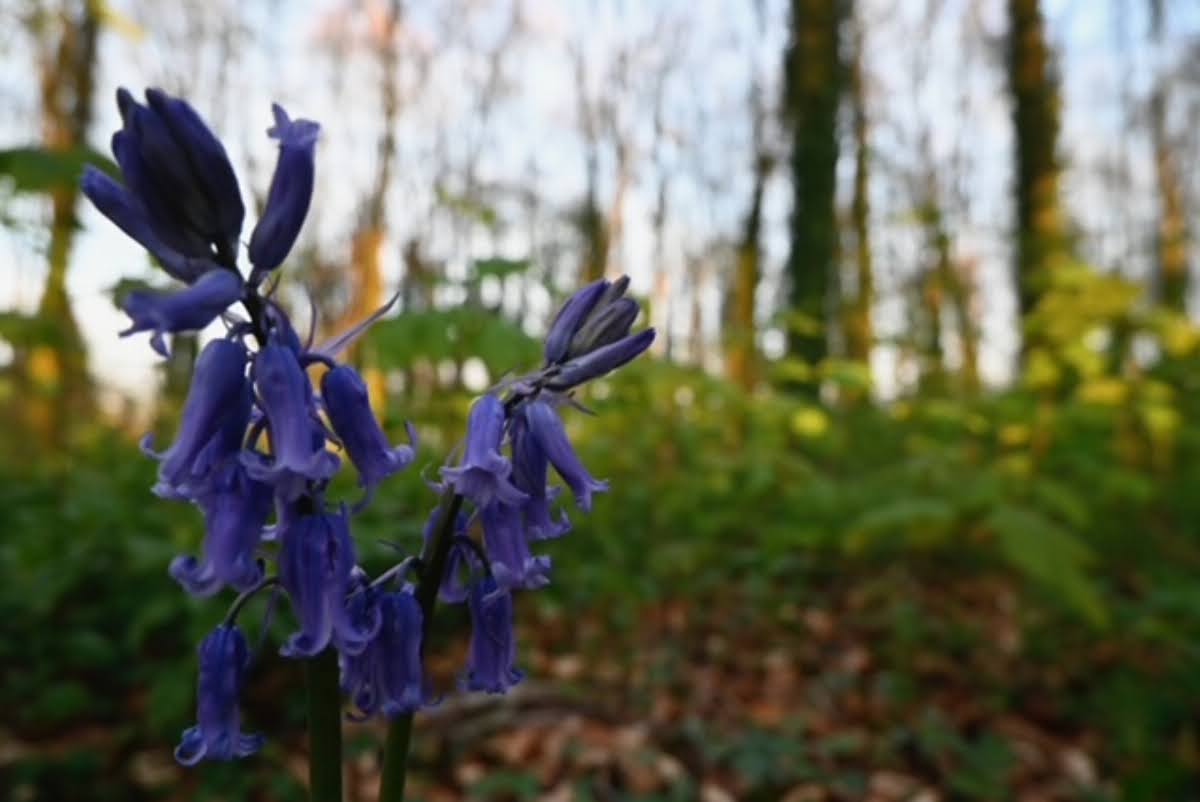 6802426455ac2 Ava Eaglestone Enstone Flora1