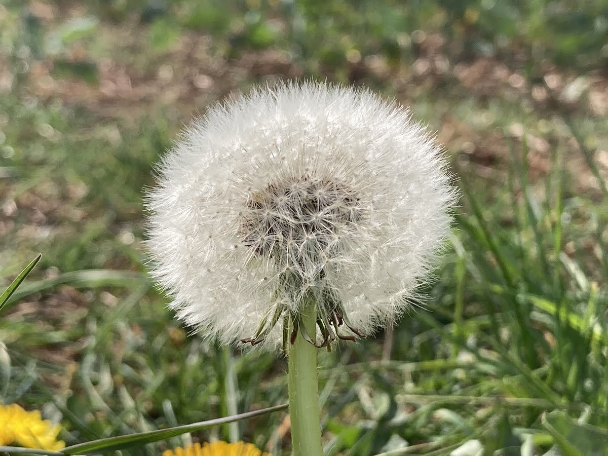 68063bd6ca75e IMG 8905