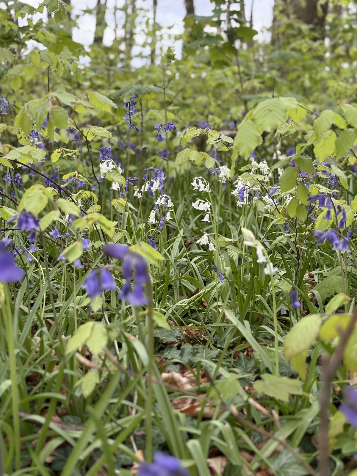 68078d37be238 Alice Philpott Enstone Flora 2