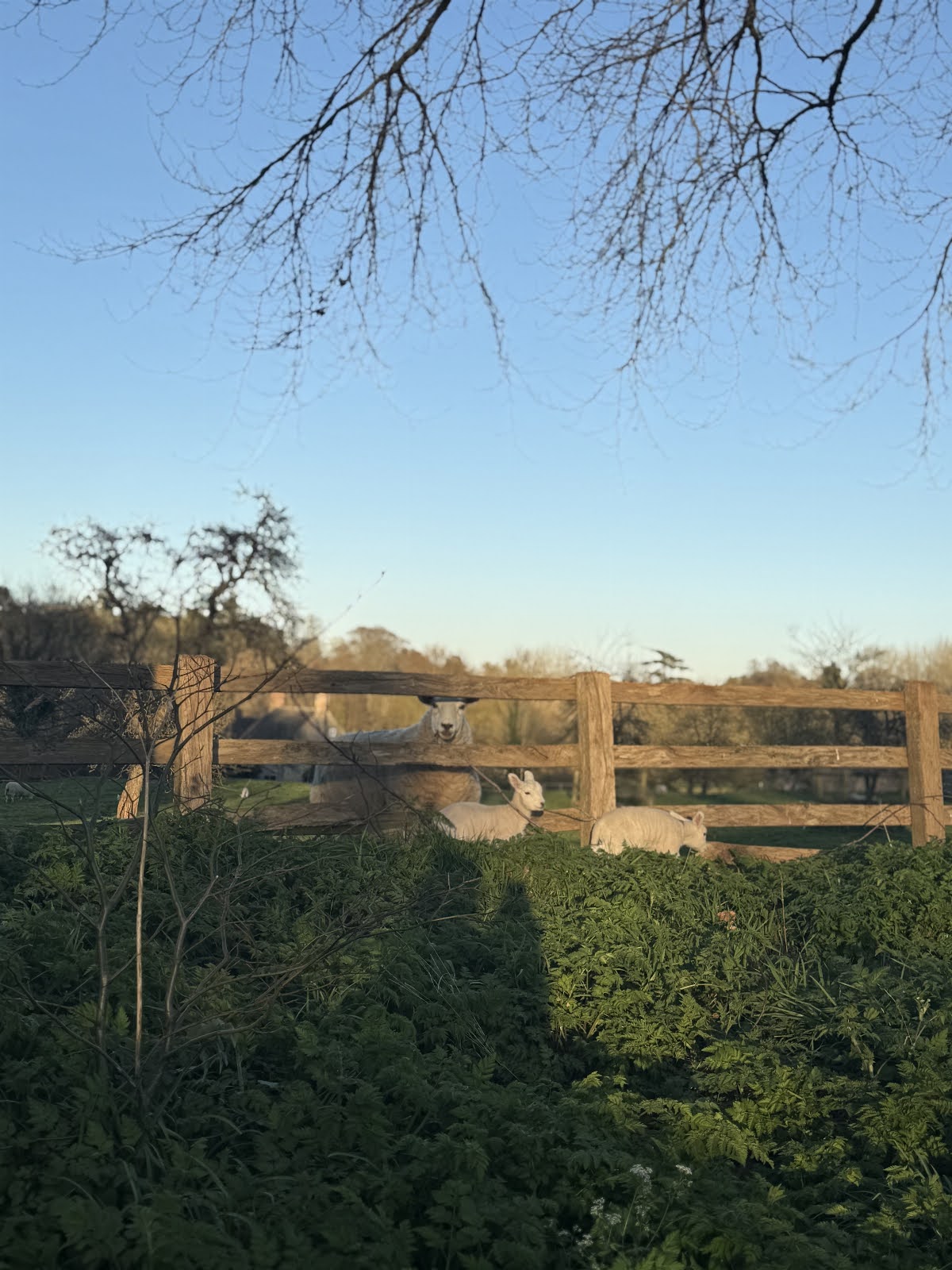 68078e9532289 IMG 1819