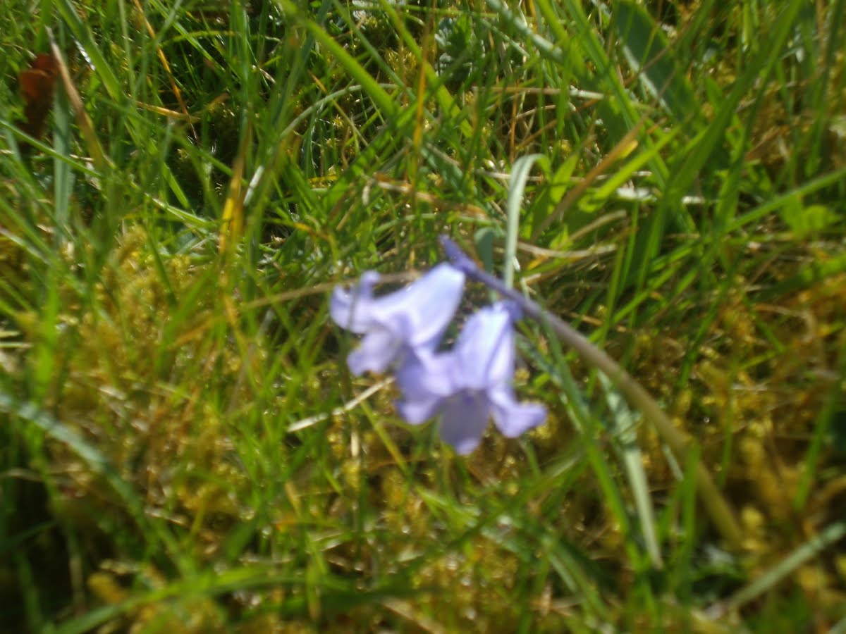 680820644a2cf Elsie Blee GreatTew Flora