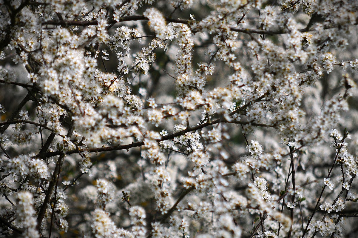 67fcba2a83c88 Flora5a