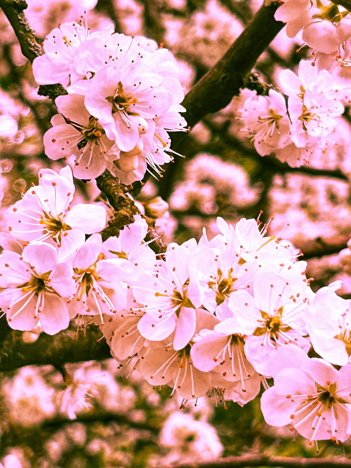 68062c95aca26 Hannah Clement Greattew Flora2