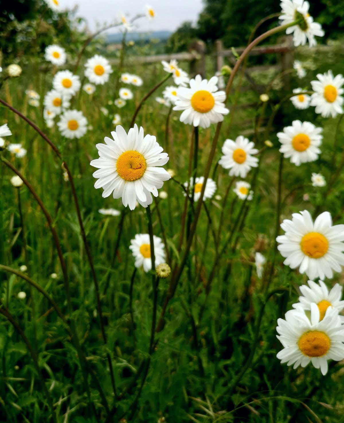 68081614f2ee0 Liv Jarman Great Tew Flora1