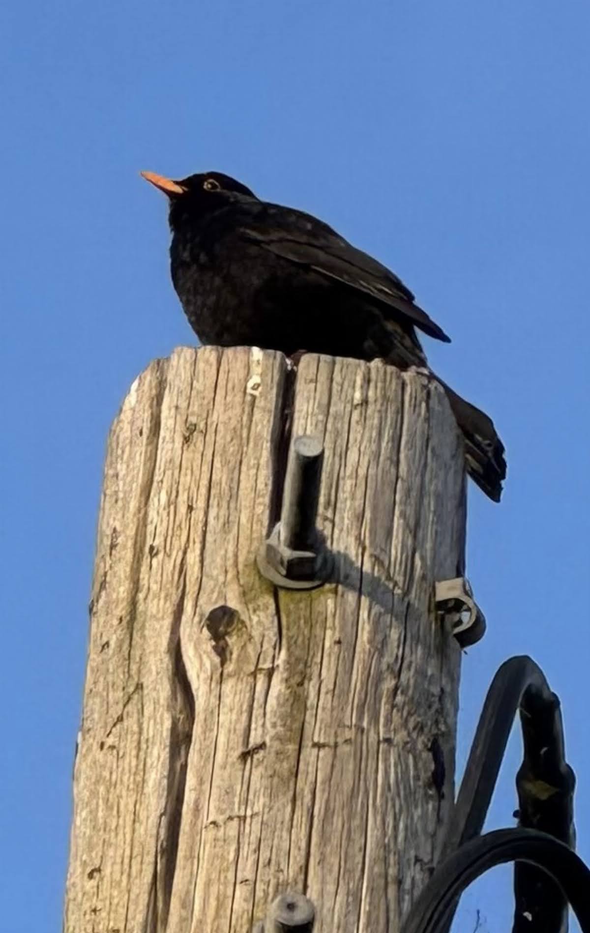6802426419d65 Ava Eaglestone Enstone Wildlife