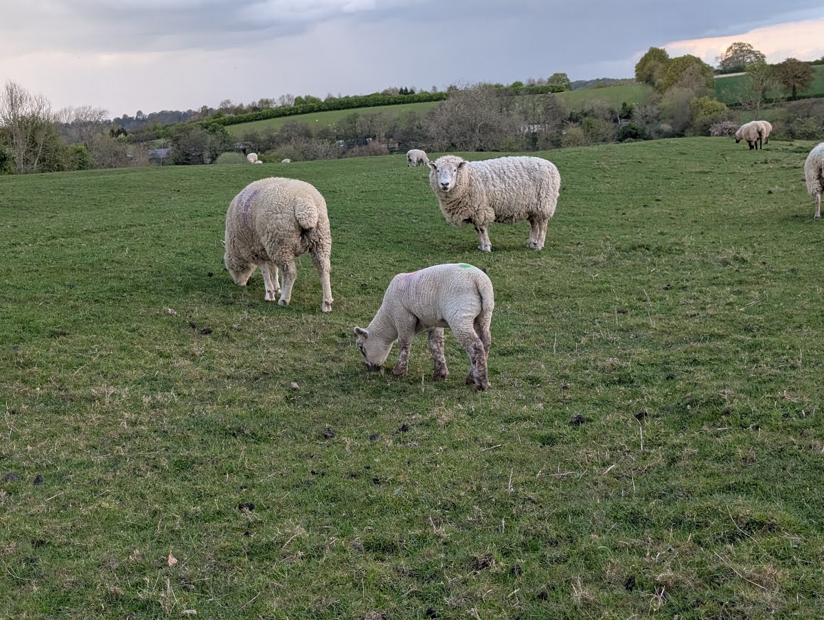 68068f53b936a Rourdy Jolly Great Tew Wildlife 1