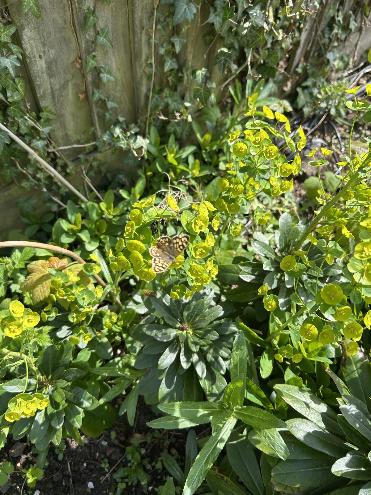 6806bf718fba8 Edith Morris Wildlife 1