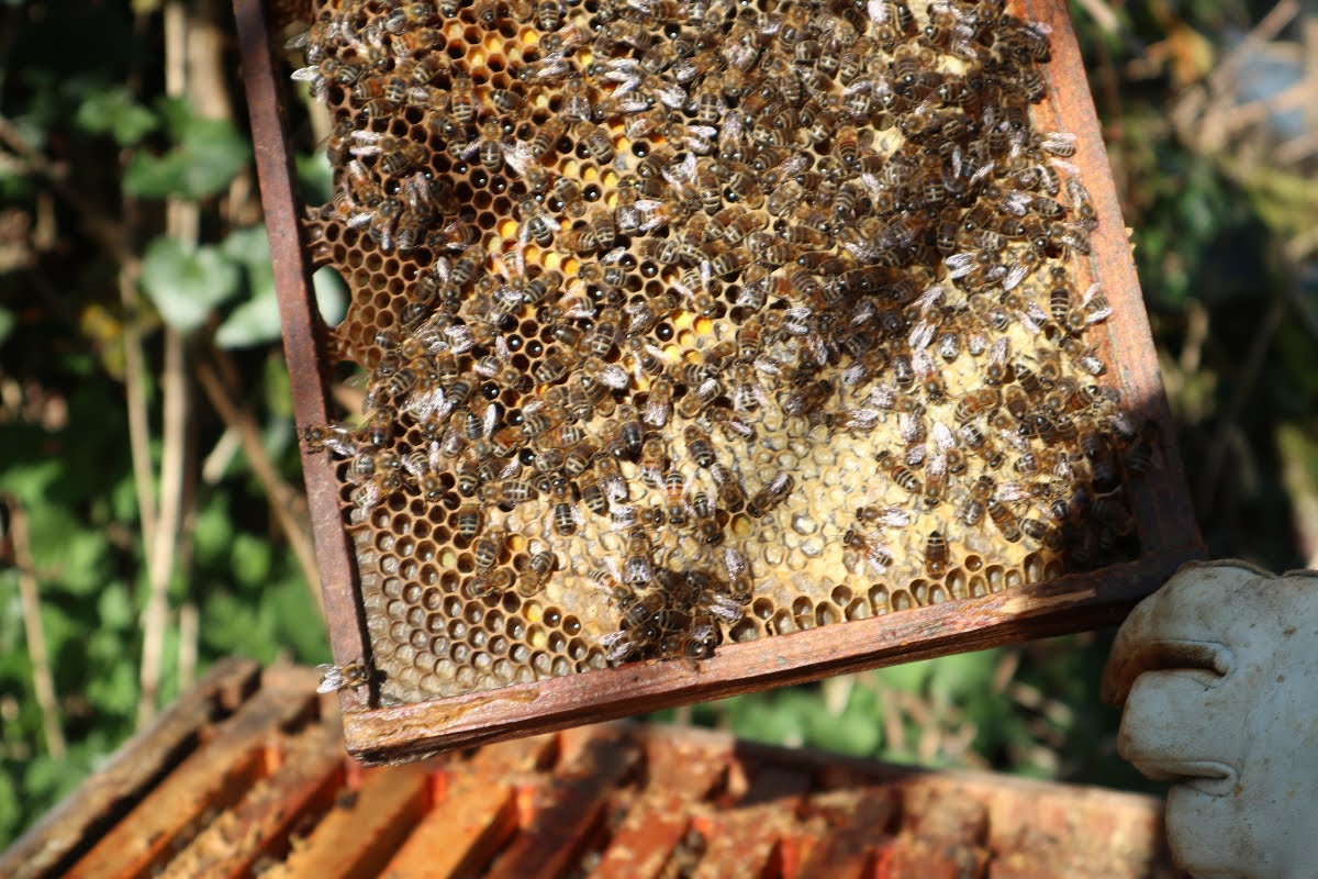 68078adf8f0cf Bee Photo