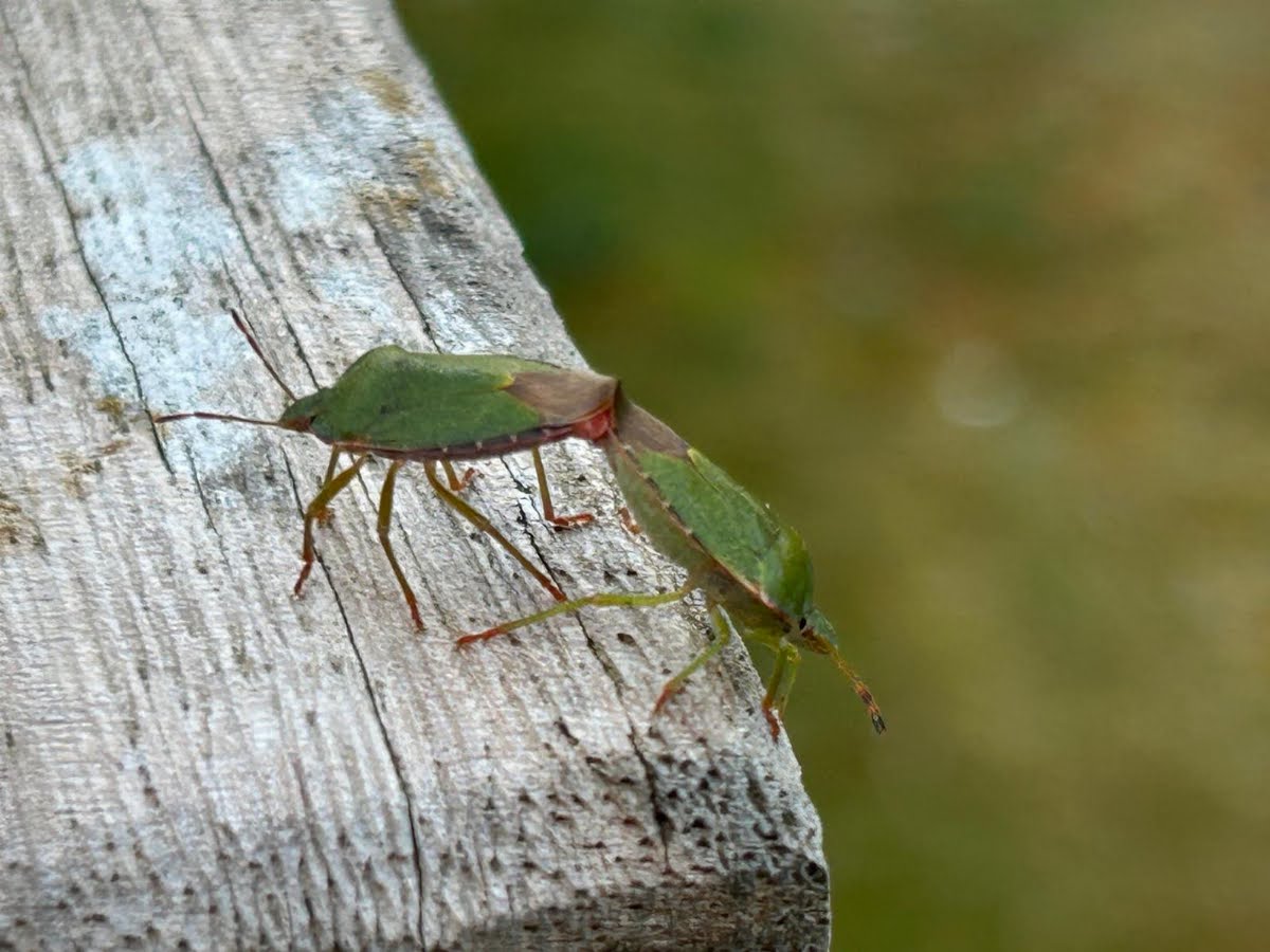 68078adfbe1a8 Shieldbugs