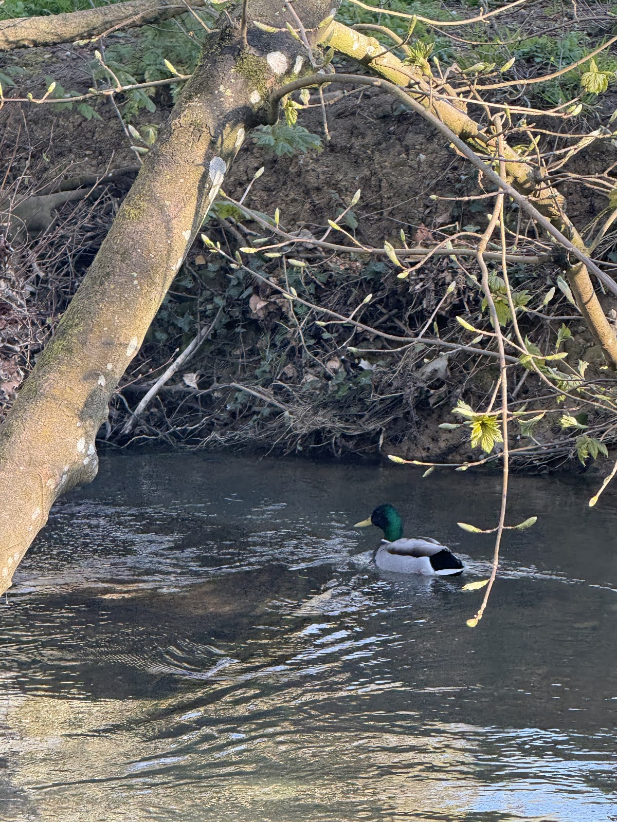 68078e940a364 IMG 1977